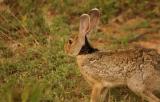 Yala National Park